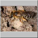 Halictus rubicundus - Furchenbiene w04.jpg